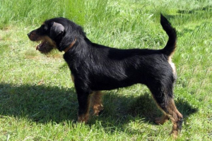 Chupacabra je donijela užas na lov psa, njegov vlasnik i ruski turist